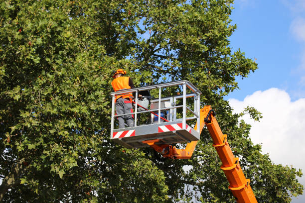 Lawn Pest Prevention in Maple Park, IL