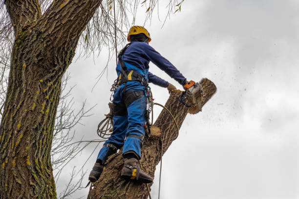 Maple Park, IL Tree Removal Company