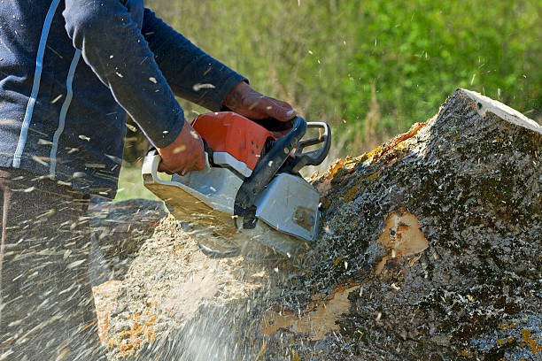 Best Tree Disease Treatment  in Maple Park, IL