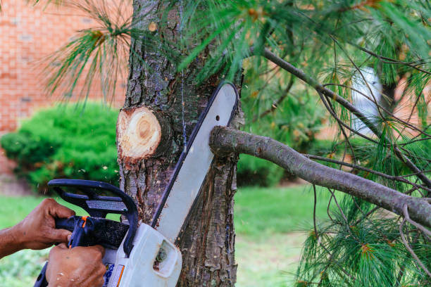 Best Hedge Trimming  in Maple Park, IL